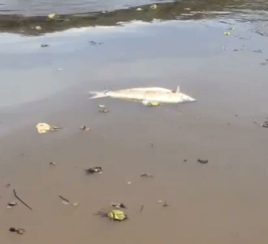 Imagem de compartilhamento para o artigo Pescadores encontram peixes mortos no Rio Sucuriú, em Paraíso das Águas da MS Todo dia